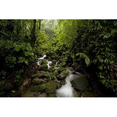 Forest Stream in Dominica by Zxvisual