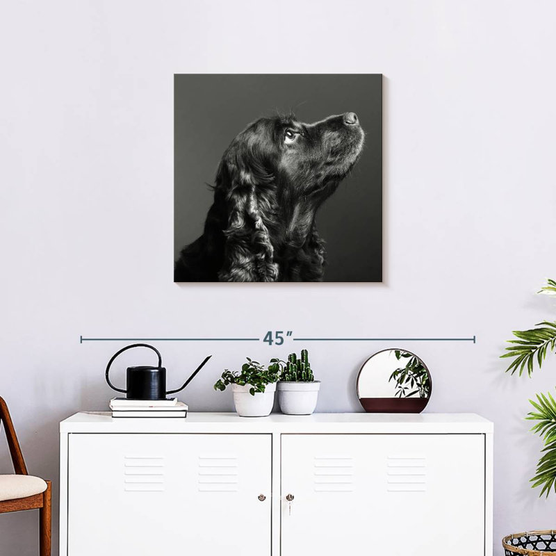 Brampt chien noir brillant