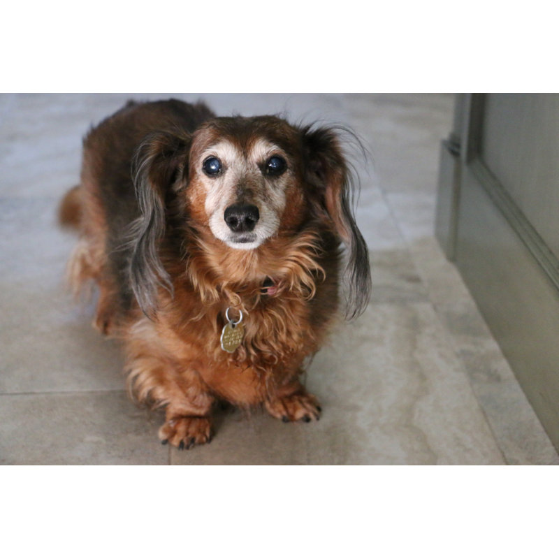 «Elderly Dog» - Photographie sur toile tendue, H 20 po x l 30 po x P 1,25 po