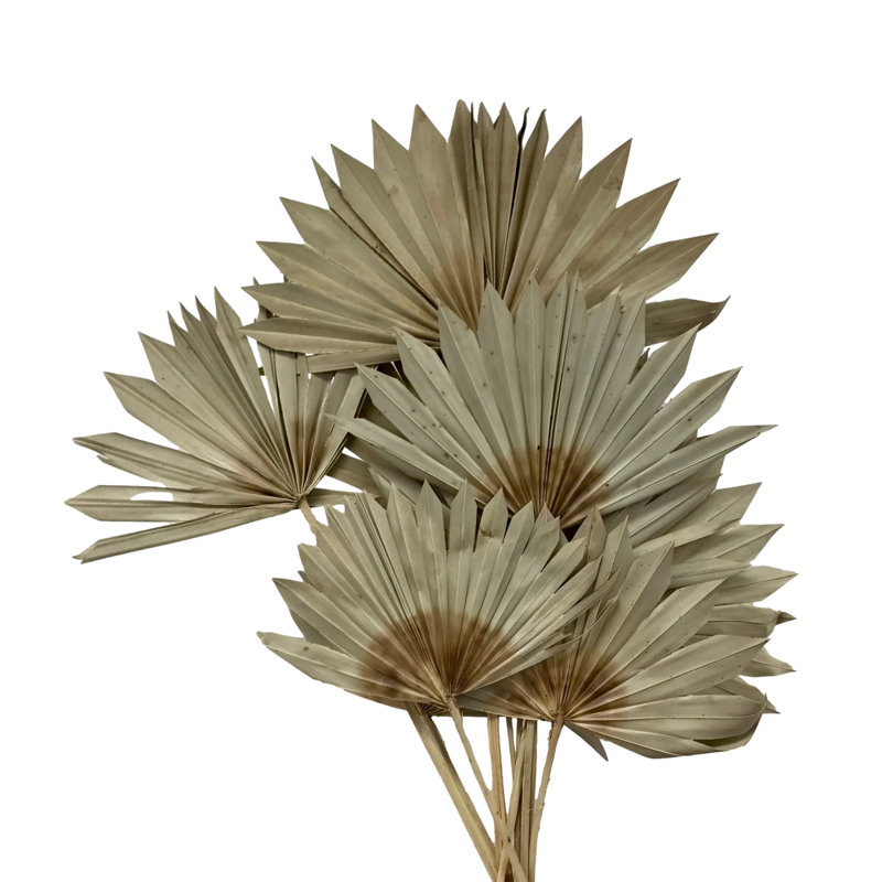 Ecker Arrangement