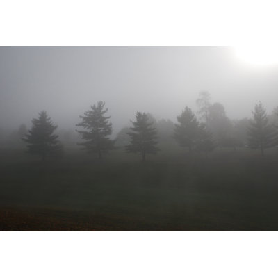 " Misty Morning Trees "