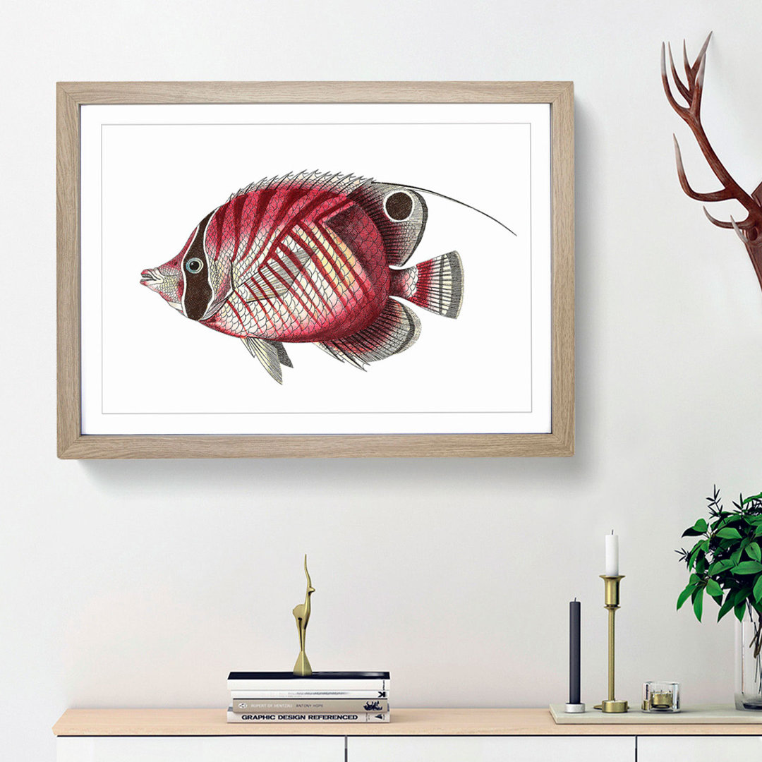 Butterflyfish by George Shaw - Framed Print