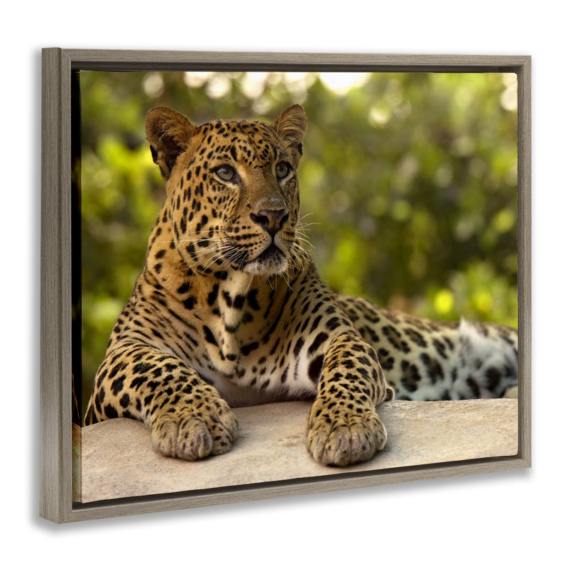 Cadre flottant Leopard, Cadre flottant orme Montalcino, H 25 po x l 31 po