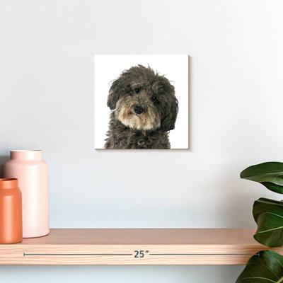 Brampt Molly The Dog