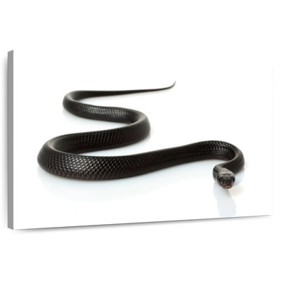 Brampt Eastern Indigo Snake