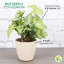 Live White Butterfly Plant-49662091