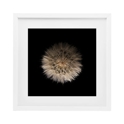 Wispy Dandelion on Black Framed Print Under Glass, design by Beth Adoette