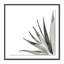 Agave I Print by Jess Engle-48615481-48615483