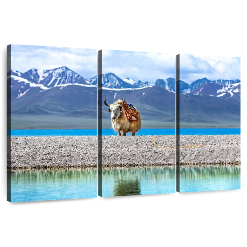 Yak In Namtso Lake