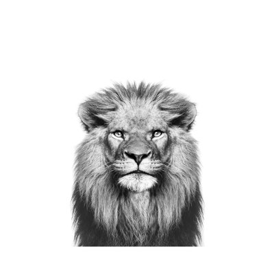 " Lion In Black And White " by Sisi And Seb