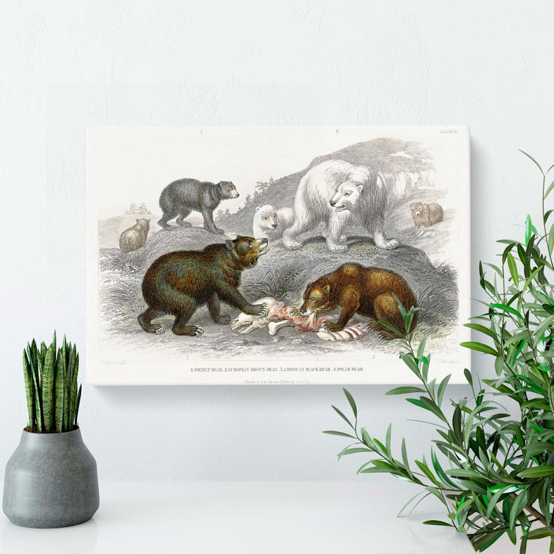 Polar, Grizzly, Brown And Black Bears by Oliver Goldsmith - Wrapped Canvas Print, 50cm H x 76cm W x 3cm D