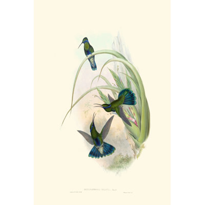 Hummingbird Delight VI