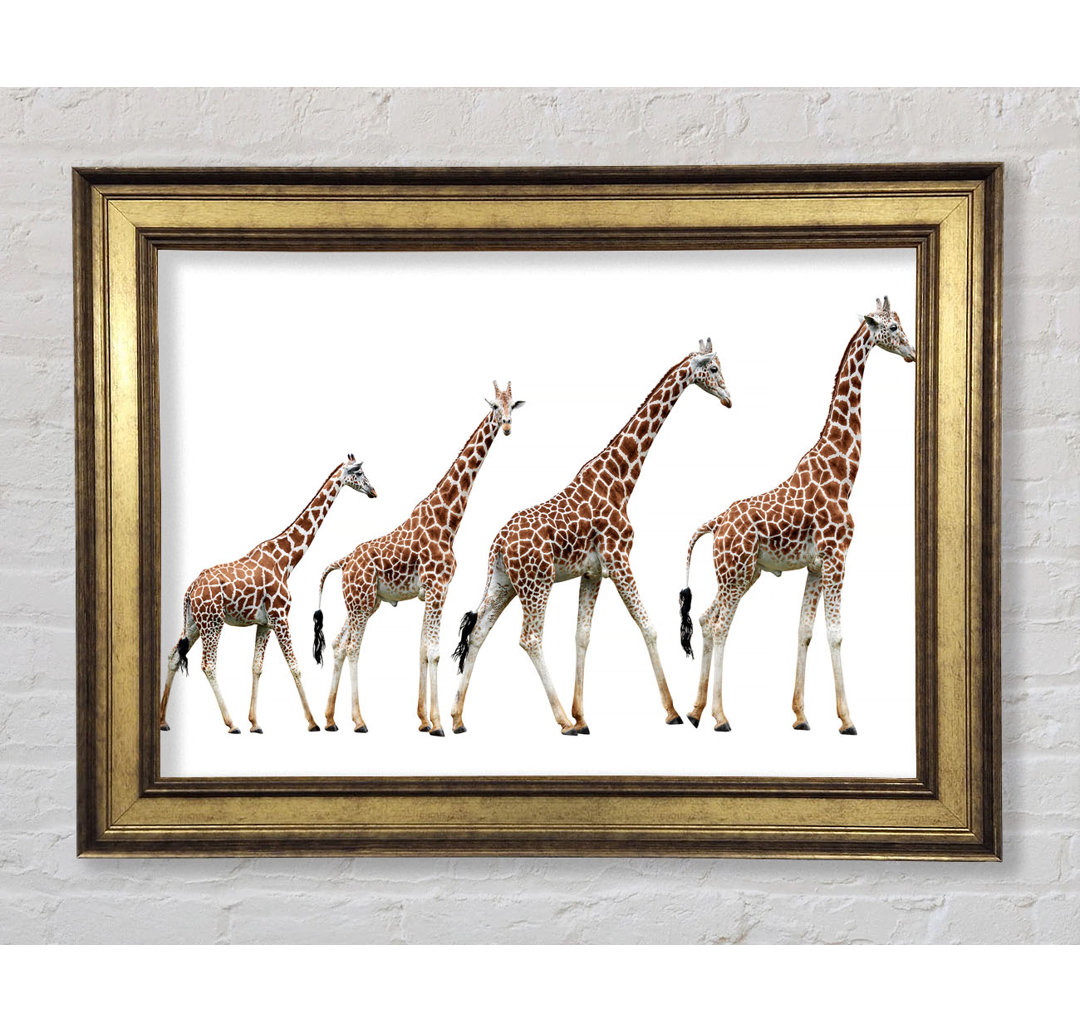 Giraffe Lineup - Bilderrahmen Kunstdrucke