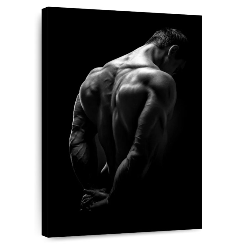 Muscles du dos, H 51 po x l 34 po