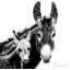 «Donkey And Sheep B&W», ensemble de deux estampes de l'artiste locale Janet Burrows-67516385-67516383