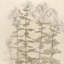 Studies Of Phlox Print by Julie De Glad