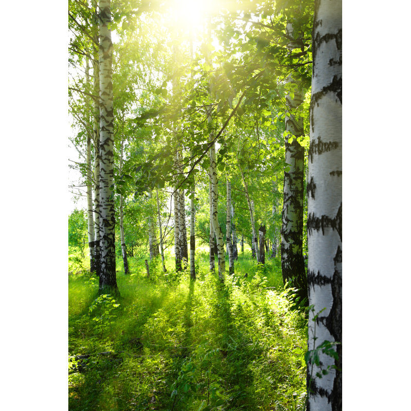Summer Birch Woods by Mik122 - Wrapped Canvas Print, 76cm H x 51cm W x 3.8cm D