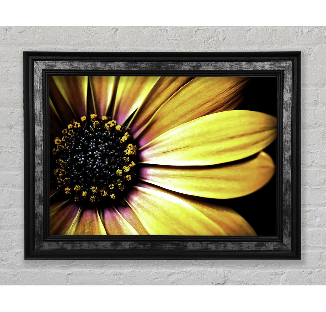 Golden Black Daisy - Einzelner Bilderrahmen Kunstdrucke