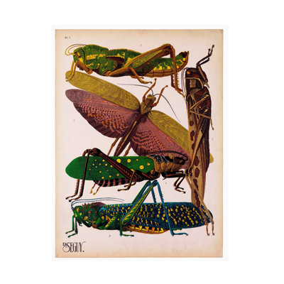 Insectes, plaque 16 sur toile
