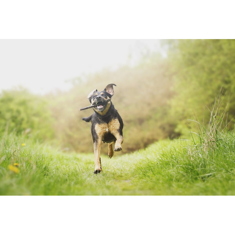 Fun Rottweiler Puppy Running by Carmelka - Wrapped Canvas Print, 30Cm H x 46Cm W