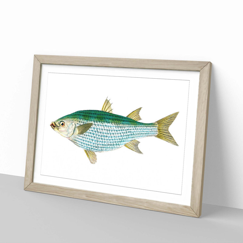Mullet Fish by Edward Donovan - Picture Frame Painting Print, 48cm H x 65cm W x 2cm D, Oak Framed