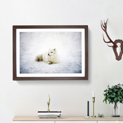 Resting Arctic Fox - Framed Print