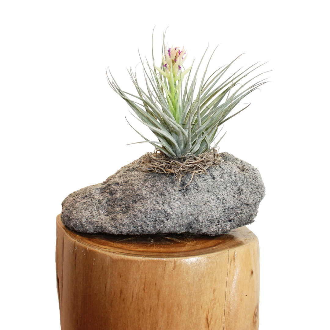 Ovalle Handmade Pot Planter (Set of 3) Millwood Pines