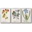 Nature imprimé Botanicals V - ensemble de 3 reproductions sur toile-97708516-97708515