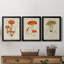 «Mushroom Variétés IV», reproduction encadrée de qualité supérieure - prête à être accrochée-1015935024-1015935030-1015887996