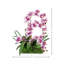 Orchid Arrangement in Pot