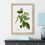 English Walnut Tree by Pierre-Joseph Redoute - Framed Print-48221505-48221500