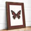 Burgundy Butterfly Study Botanical - Framed Print-472948307-472948308