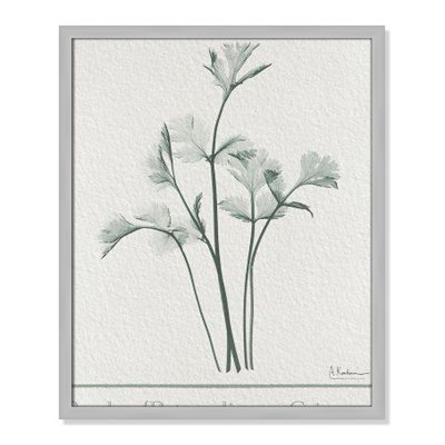 Jeanette "Parsley II" Print by Albert Koetsier