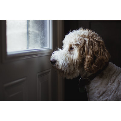 Dog Looking Throw a Window by Linda Raymond