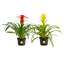 Foliage Plant in Pot