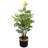 Eucalyptus Arrangement in Pot