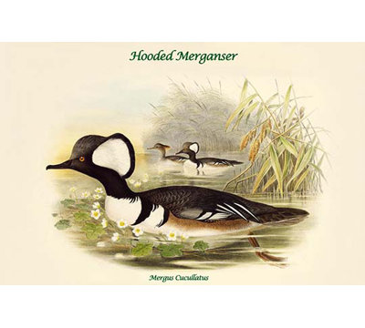 « mergus cucullatus hotted merganser » par john gould, impression
