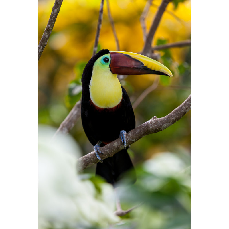 Toucan Resting On Tree - Wrapped Canvas Print, 122cm H x 81cm W