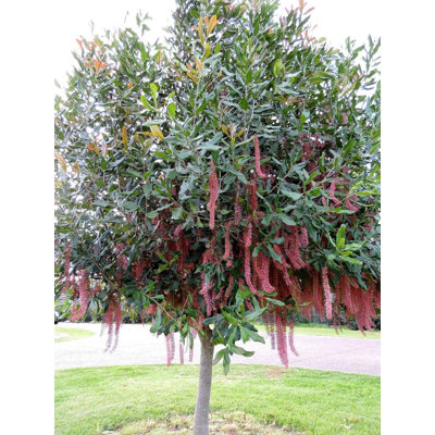 Beaumont Macadamia Nut Tree - Live Plant in a 1 Gallon Pot - Macadamia Integrifolia - Edible Nut Tree for Gardens