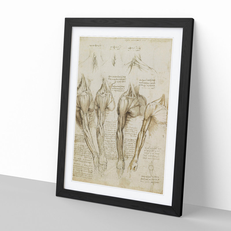 Human Anatomy Vol.8 by Leonardo Da Vinci - Picture Frame Drawing, 65cm H x 48cm W x 2cm D, Black Framed