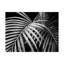 Palmier noir et blanc par Debra Van Swearingen - reproduction de photo sur toile tendue-32782305