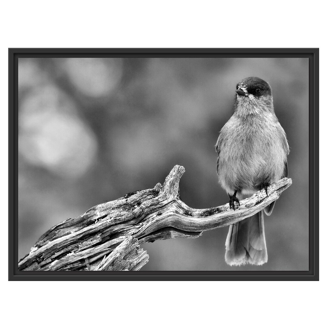 Gerahmtes Wandbild kleiner Vogel auf Ast