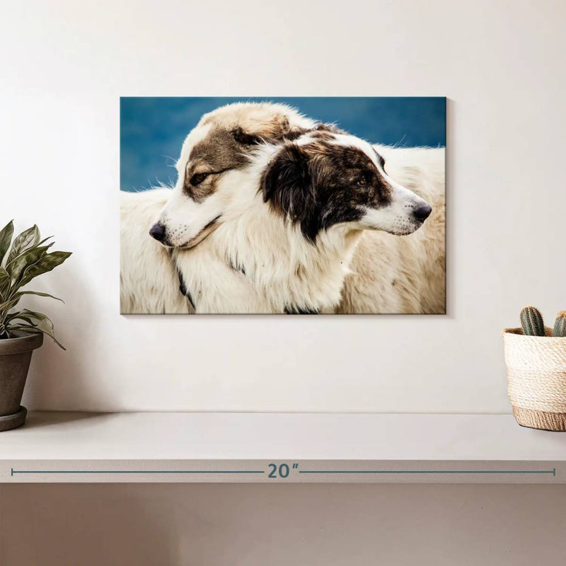 Brampt Australian Shepherd Dogs, 8" H x 12" W