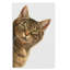 Furtado «Brown Cat Peaking», reproduction de peinture acrylique sur toile tendue-30400365