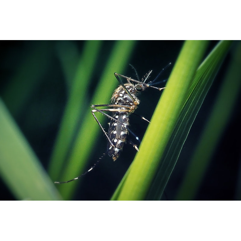 Aedes Japonicus by Frankramspott, 24" H x 36" W
