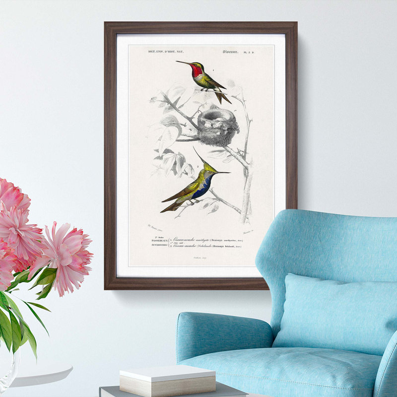 Bird Illustrations PL. 5D by Charles D' Orbigny - Single Picture Frame Painting, 33cm H x 24cm W x 2cm D, Walnut Framed