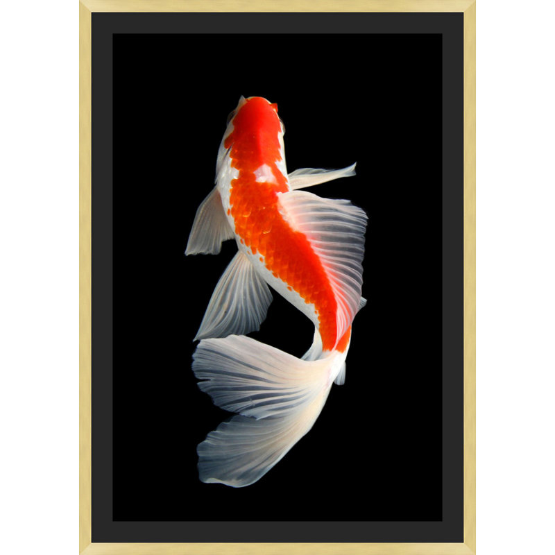 Orange Koi 1 Wall Art & Signage by Mat Sanders