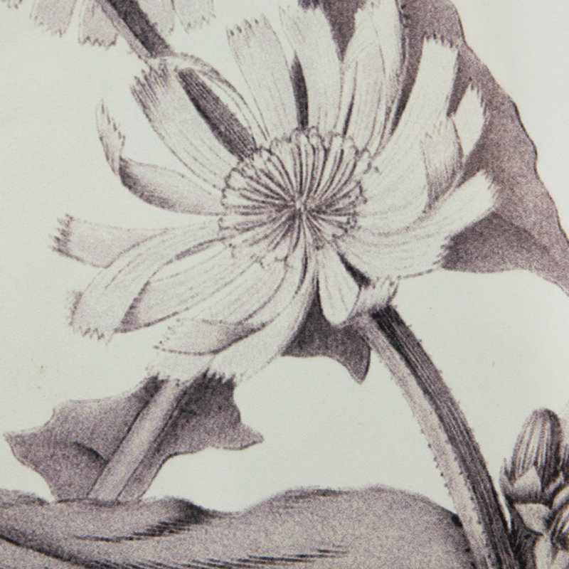 " Botanical " 4 - Pieces