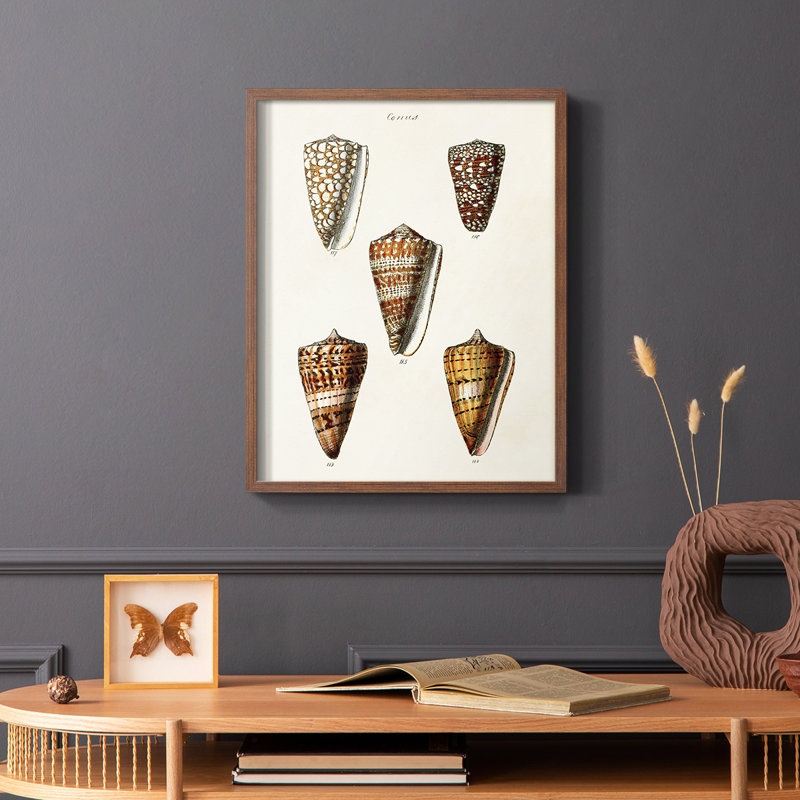 Impression encadrée «Cone Shell Collection II» - bois massif, H 20 po x l 16 po, Cadre photo brun simple
