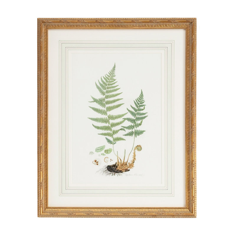 Curtis Ferns II Print